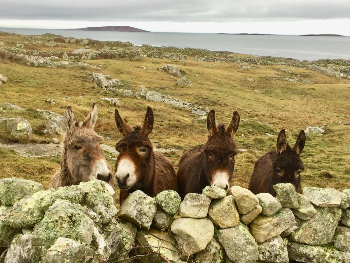 Earls View Pod Hotel Carna Buitenkant foto